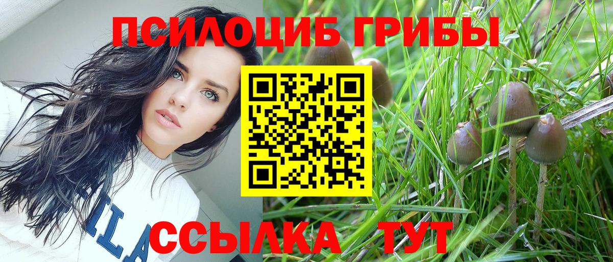 Галлюциногенные грибы Psilocybine cubensis  Вход с VPN  Гусиноозёрск 